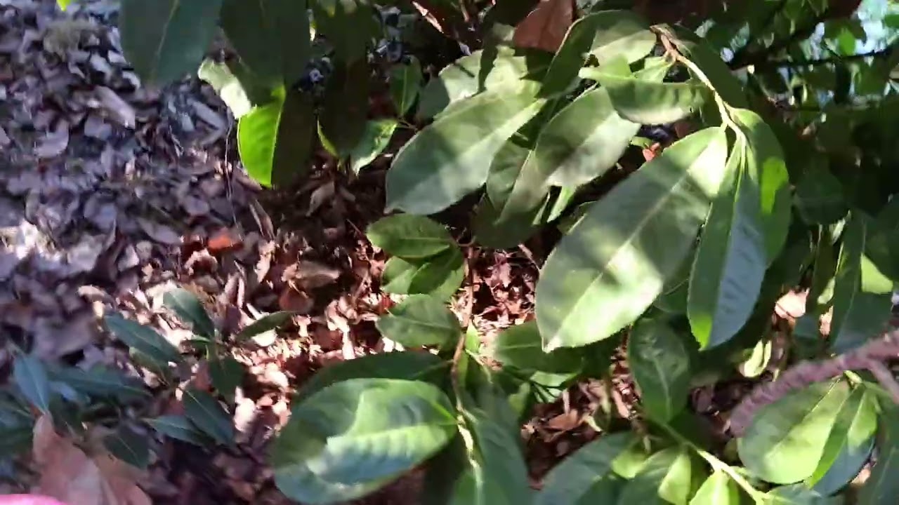 Je visite le jardin de ma voisine qui ressemble &agrave; une for&ecirc;t 😱😱😱😱😱😱
