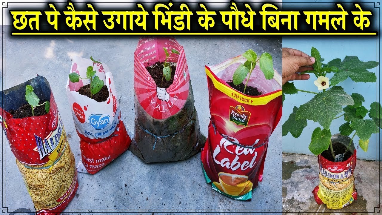 छत पे कैसे उगाये भिंडी के पौधे बिना गमले के ll How To Grow Okra/Lady Finger/Bhindi in a Poly Bag