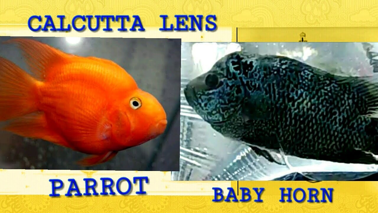 FLOWERHORN, PARROT & AQUARIUM FISH AT GALIFF STREET KOLKATA || FEB 2021