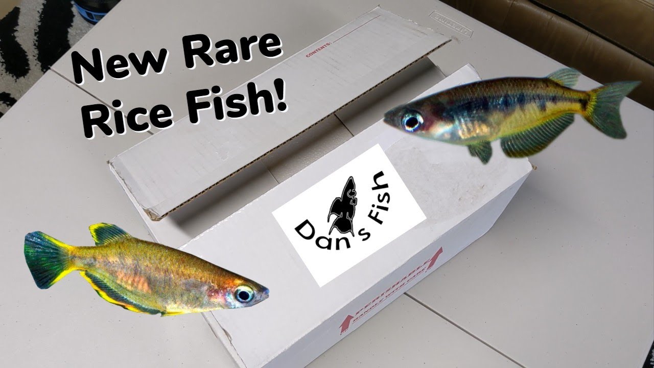 Rare Rice Fish Unboxing From Dan's Fish! Oryzias Matanensis & Oryzias Profundicola