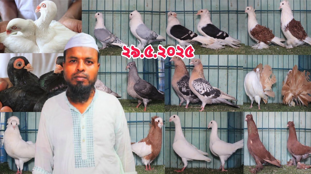ডিম বাচ্চা সহ ফেন্সি কবুতর কিনুন।৪০ টি উন্নত জাতের কবুতর কালেকশন।
