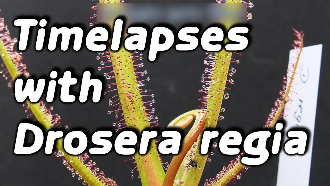 Drosera regia Timelapses catching flies etc / Königssonnentau Zeitraffer