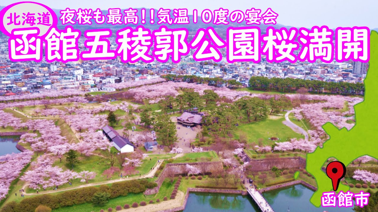 函館五稜郭公園の桜が満開です。今が一番の見どころ夜桜と昼もの桜を見てください