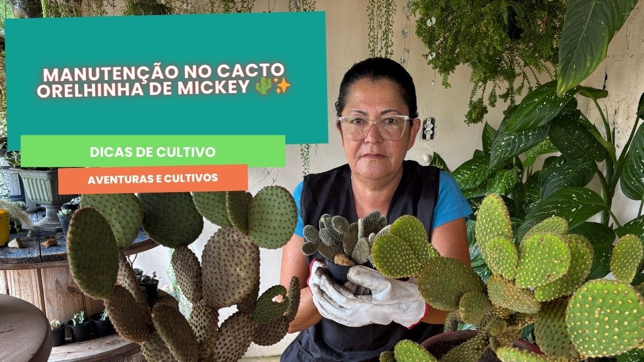 Manutenção no Cacto Orelhinha de Mickey 🌵✨