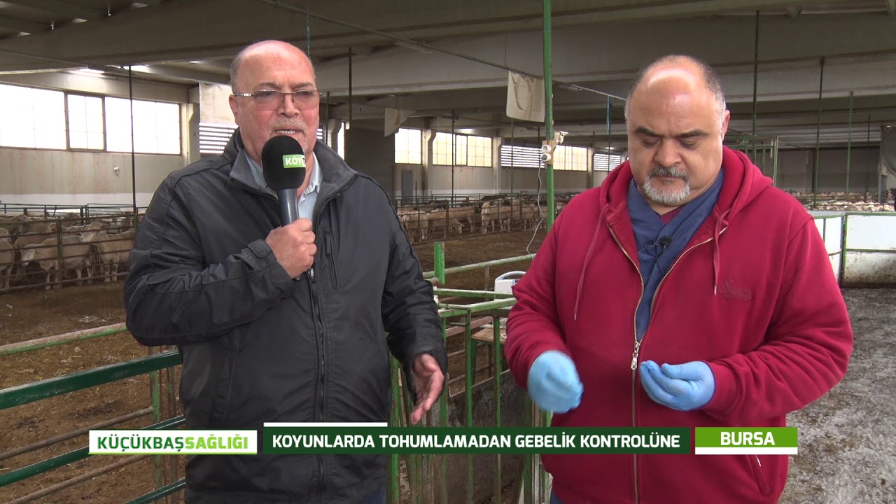 KOÇ KATIMI VE ELDE SIFAT YÖNTEMİ | EROL ARSLAN'LA KÜÇÜKBAŞ SAĞLIĞI