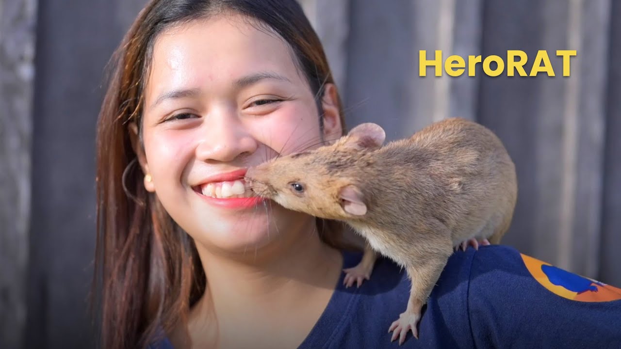 This HeroRAT Won A Guinness World Record