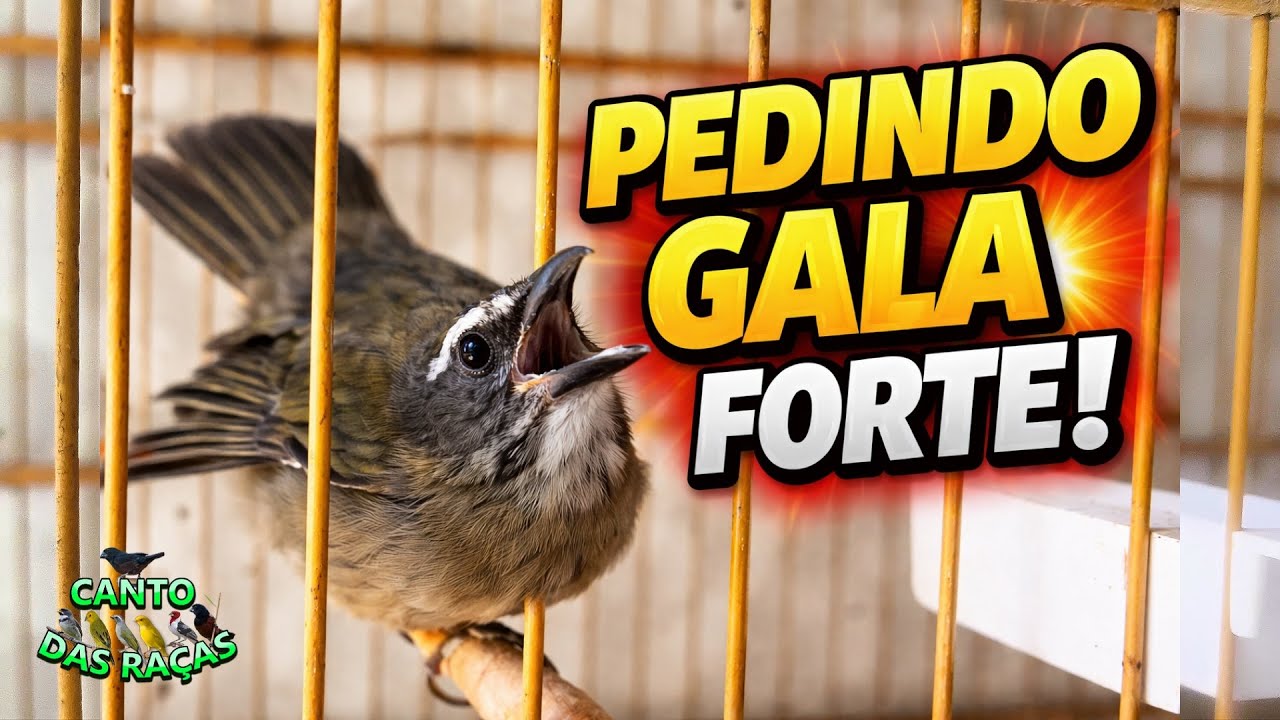 Olha o Que Essa Fêmea de Trinca-Ferro Está Fazendo! Pedindo Gala Forte