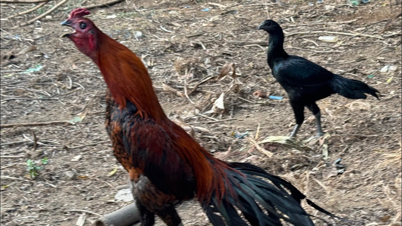Black z Murgi Khan aseel farm odisha Bhadrak
