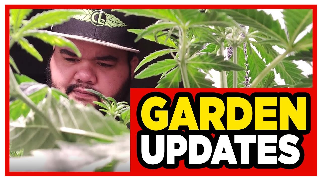Trey's Auto Flower Grow Update Pt. 1