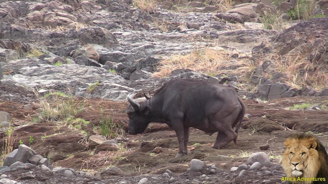 This Buffalo Is Going To Be Lion Prey Soon