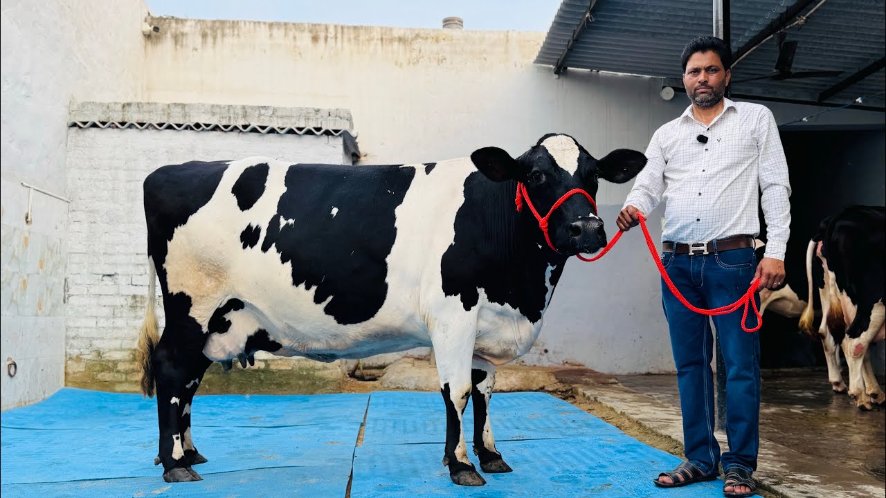 Top Genetic || Full Pure Breed at Lalka Dairy Farm