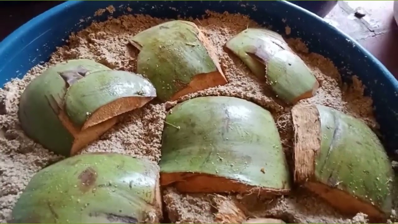 Hướng dẫn nuôi đuông dừa đơn giản, hiệu quả nhất