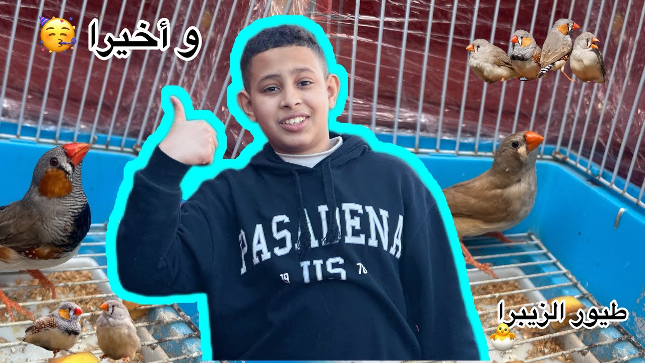 و أخيرا جبت طيور الزيبرا 🐦‍⬛في المستوى سأبدأ الإنتاج الصحيح 👌