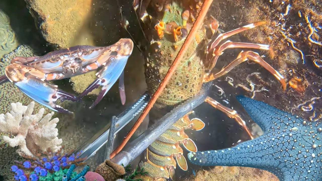 Night Diving Seafood - Catching Lobster, Crab, Flash Shrimp, And Eel117