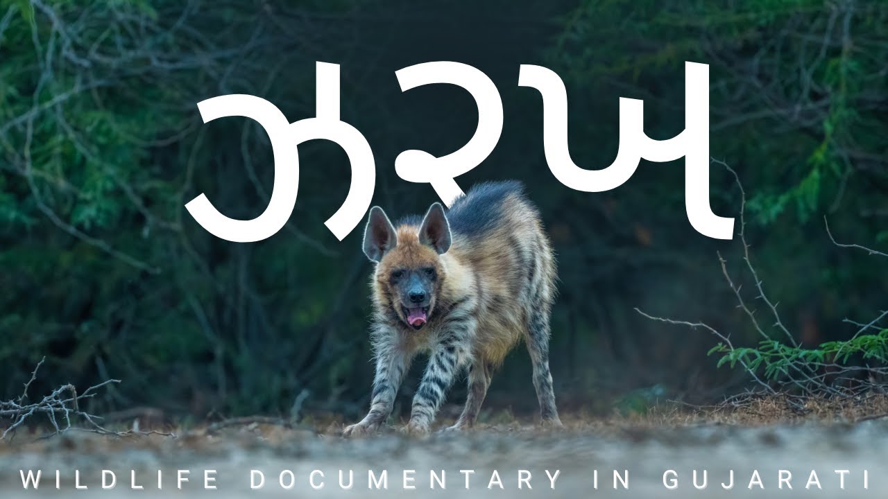 Striped Hyena Face to Face | Rare Behaviour, Cub & Night Wildlife Documentary in Gujarati