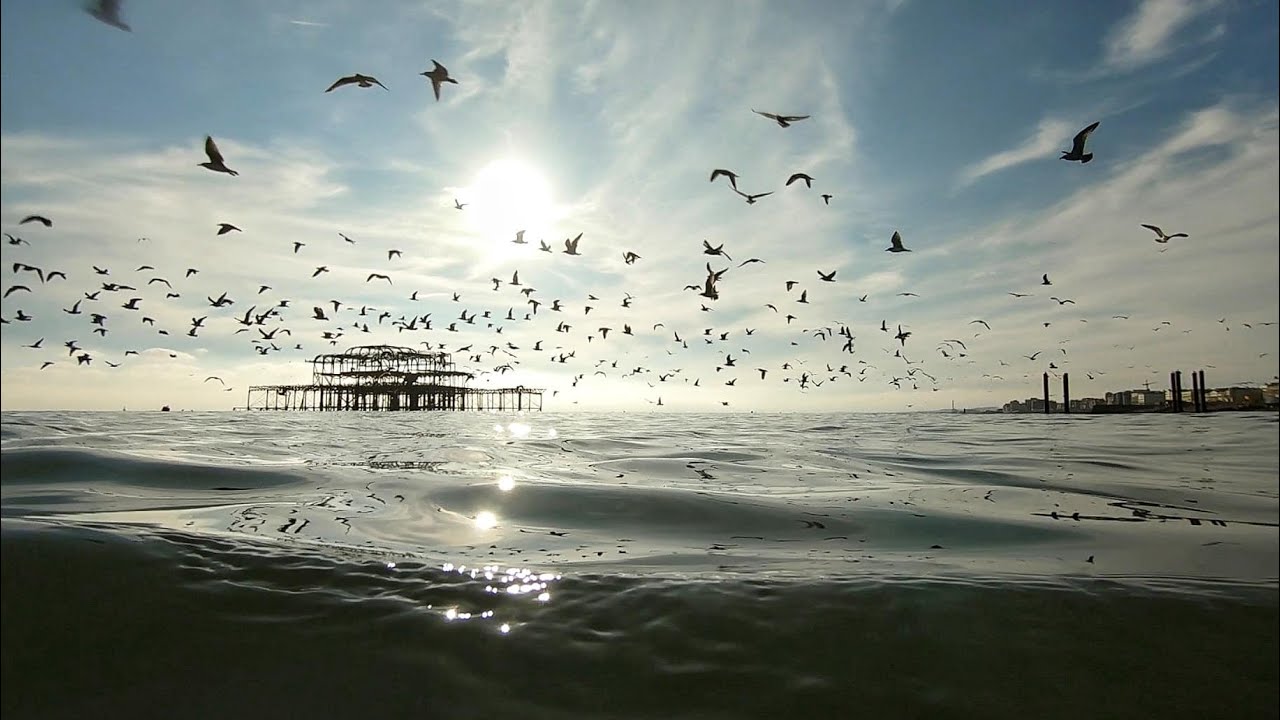 Swimming with millions on whitebait, mackerel and a frenzy gulls at Brighton pier beach. Sep 2021