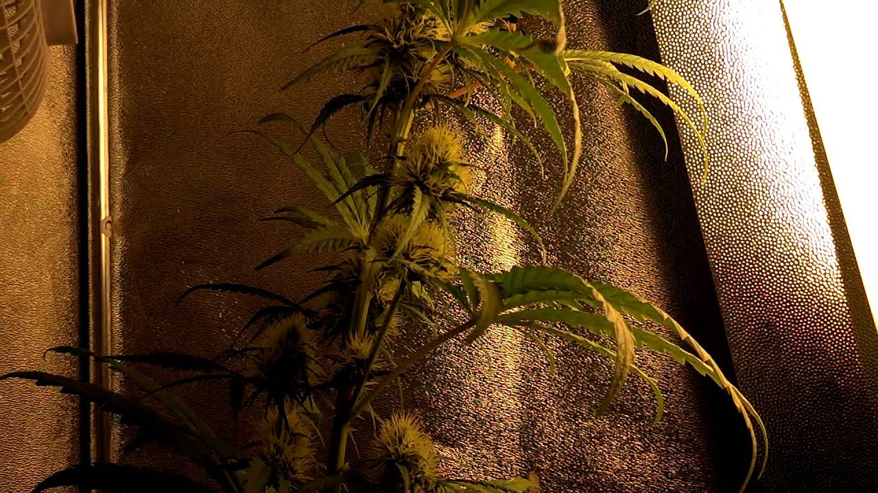 Day 40 - Strawberry cough - Flowering 12h/12h