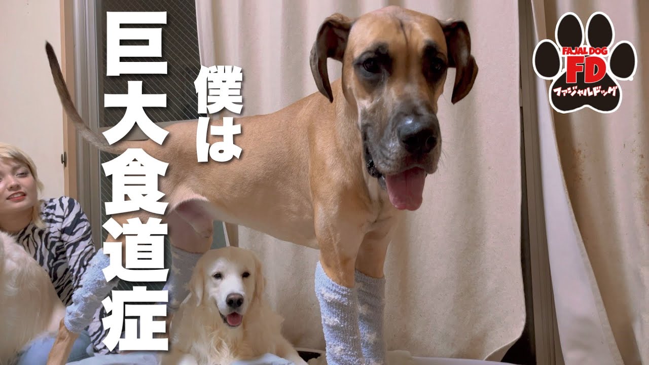 【超大型犬】辛い季節到来！今年も乗り越えるぞ！グレートデン子犬