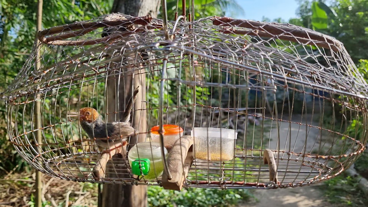 chim sâu đầu đỏ mồi.....
