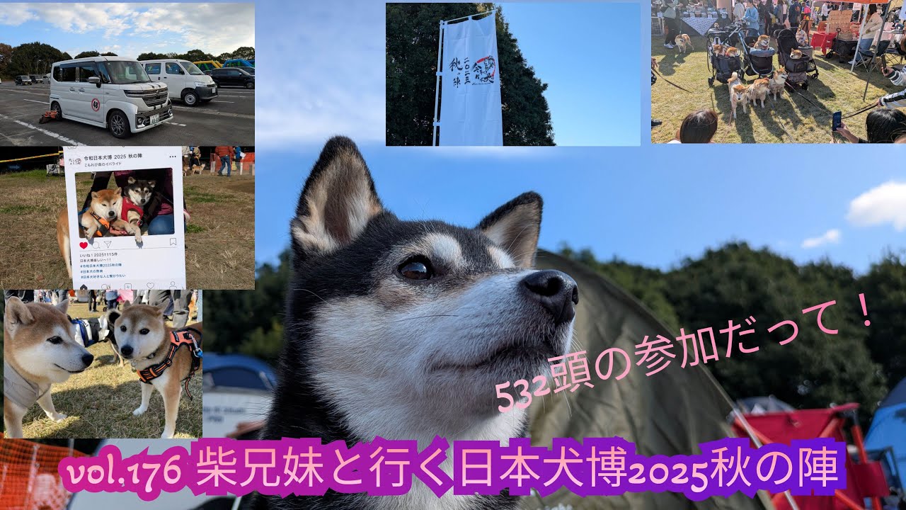 【柴兄妹の愉快な日々】vol.176 柴兄妹と行く令和日本犬博2025秋の陣