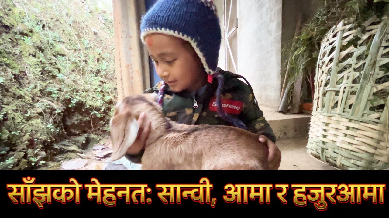 Evening Chores with Sanvi & Grandma #goatlife #goatfarming #goatbabies #sanvi #nuwakot #farmerlife 