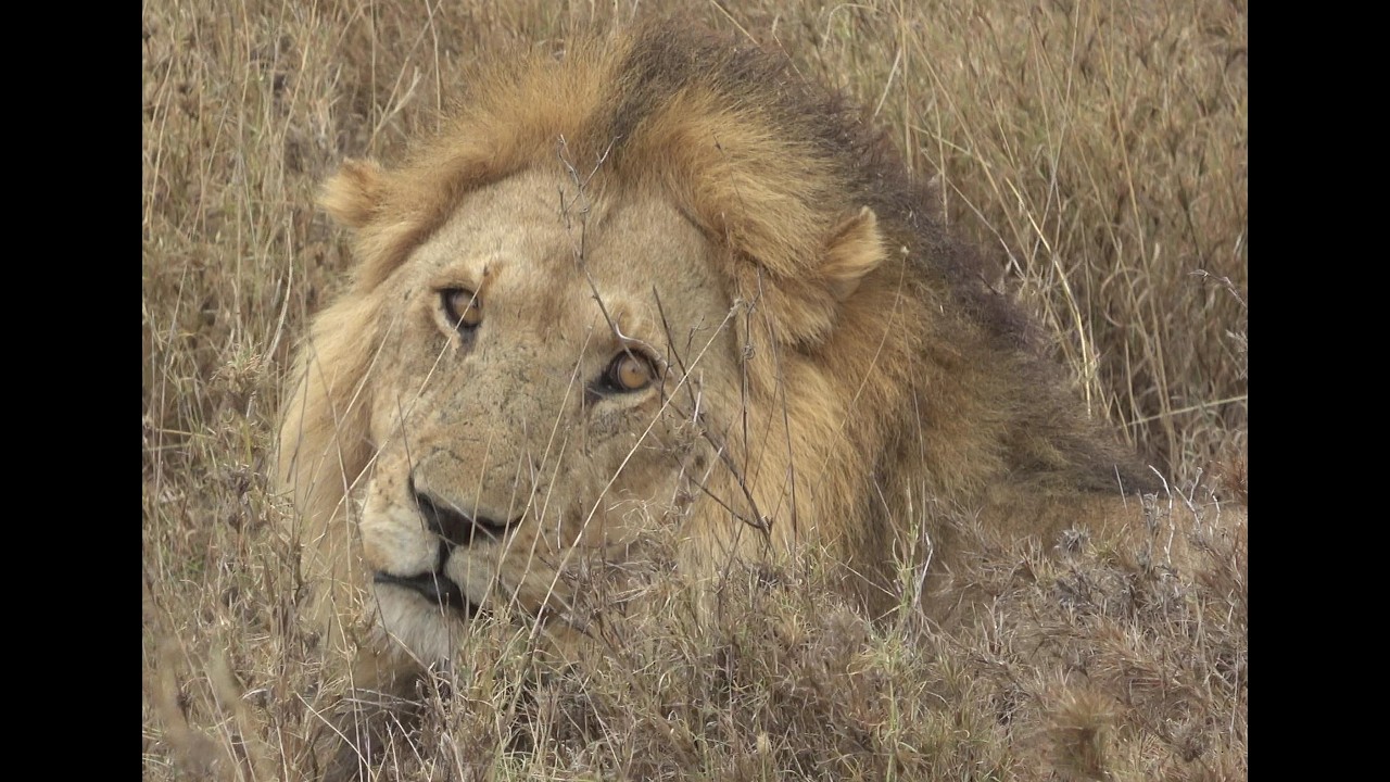 Sleepy Lions in the Serengeti with Evodi -- October 5, 2025