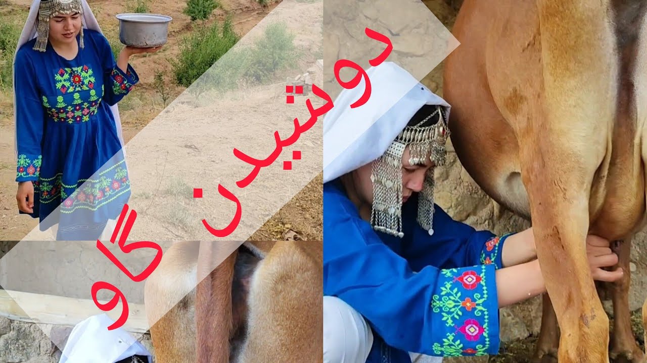 دوشیدن# گاو# شهرستان # دایکندی# افغانستان# afghan # culture 