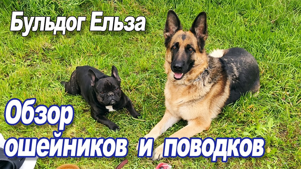 Ошейники и поводки, обзор