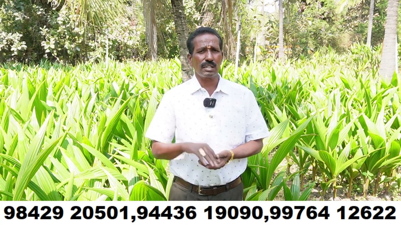 நெட்டைX குட்டை விதை தேர்வு முதல் நடவு மற்றும் காப்பு வரை AKG.நர்சரி கார்டன்  9842920501&  9443619090