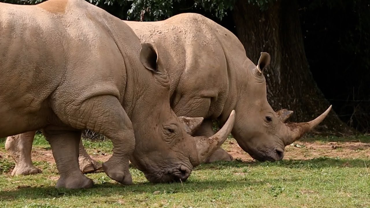 World Rhino Day at Noah's Ark
