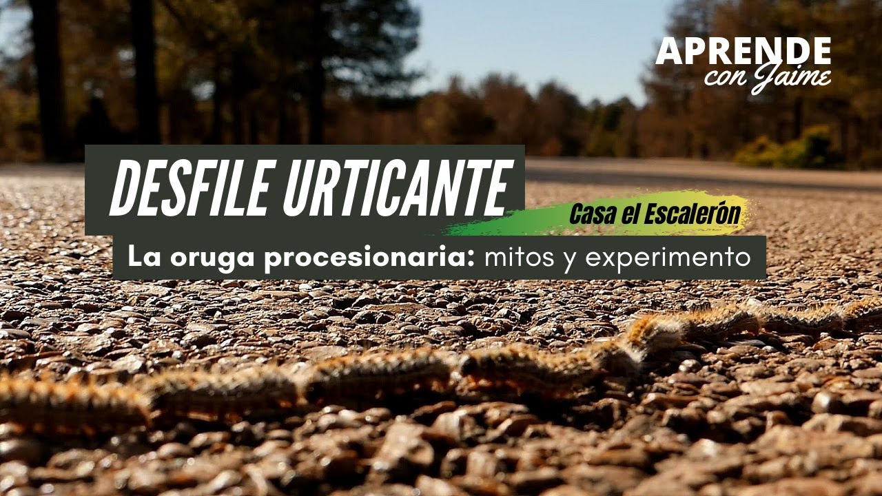 🐛 La oruga procesionaria | ¡No te pierdas el experimento!