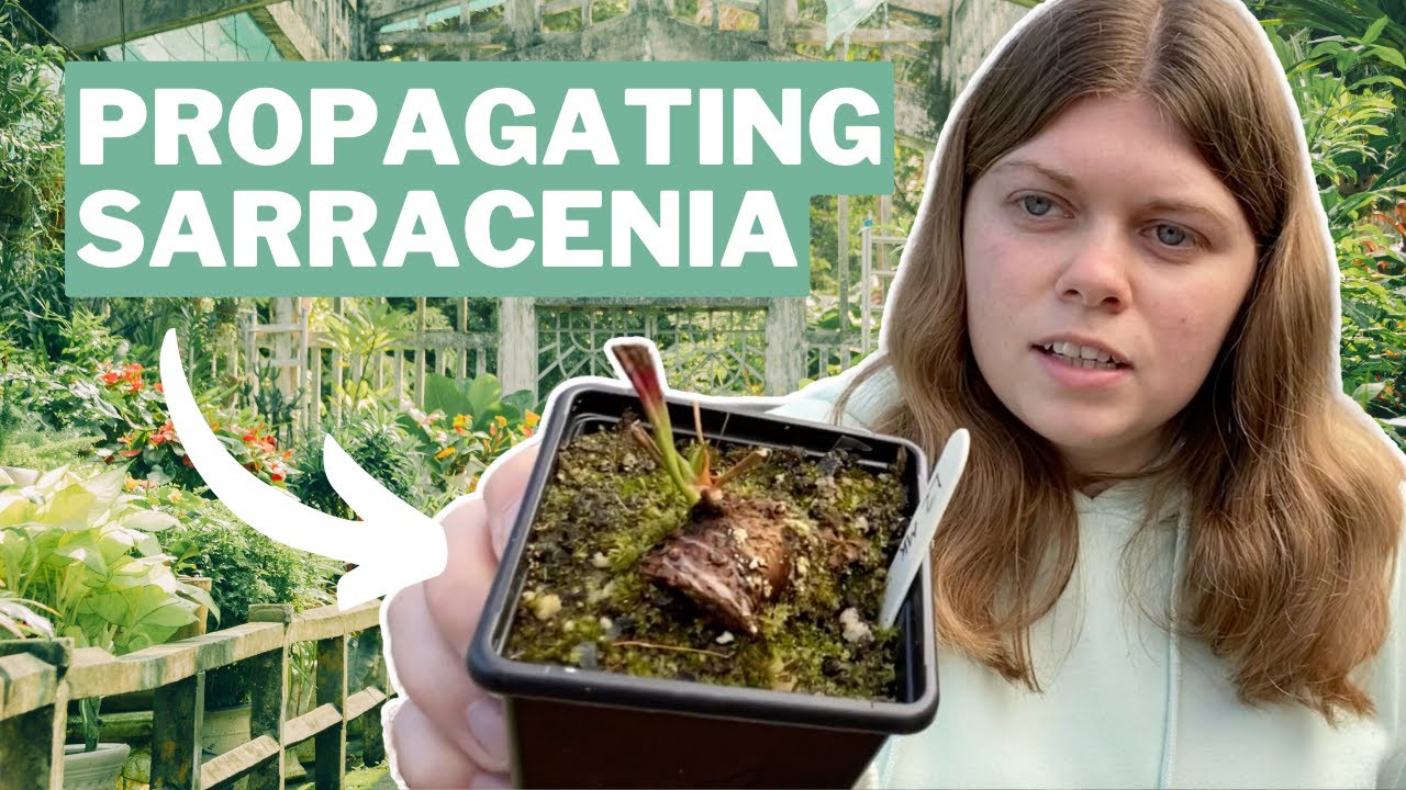 Sarracenia Propagation - Two Essential Techniques From Megan Webb