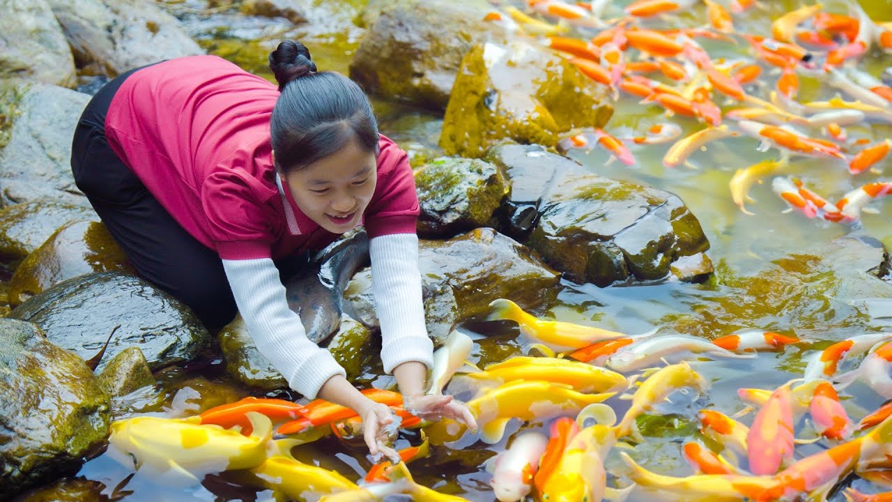 Harvesting Golden Carp ( Fish ) to sell - Cooking - Gardening | Ella Daily Life