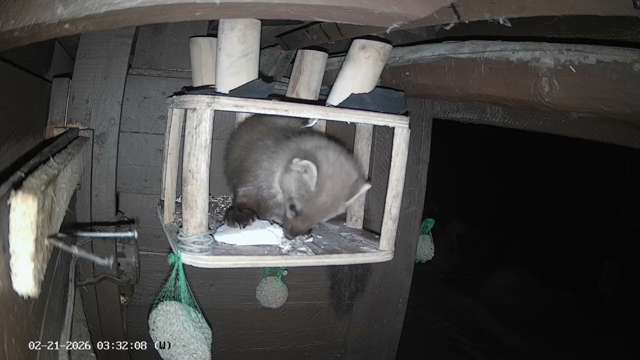 Marten Martan eating cheese in ninja way. Live Shorts 061