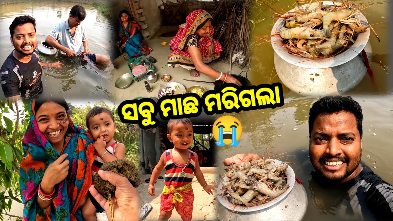 ସବୁ ମାଛ ମରିଗଲା 😭 || Fishing Vlog || Village Lifestyle || Sudhansu Amita Vlog 