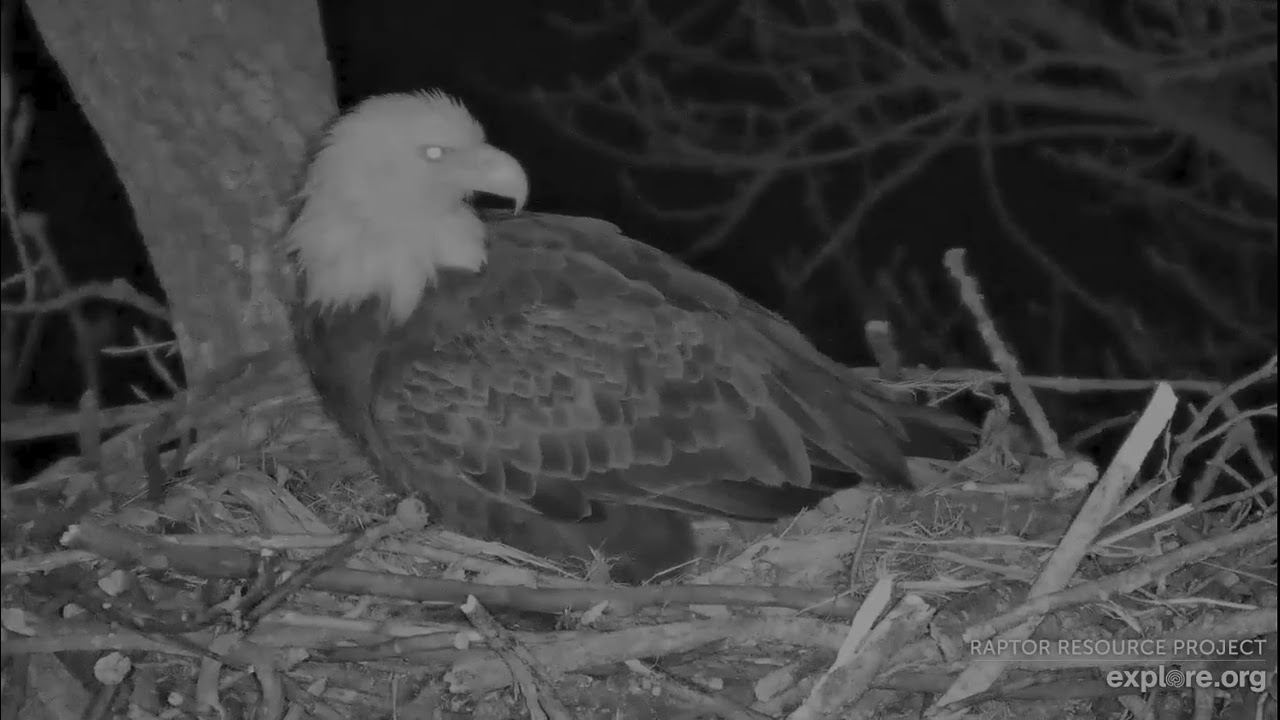 Decorah Eagles 2-17-26 6:33 pm HM2 lays first egg