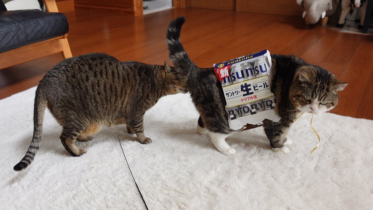 普段あまりニャーとは鳴かないけど、ぶつくさ言いがちなねこ。-Maru doesn't usually meow, but he often mumbles something.-