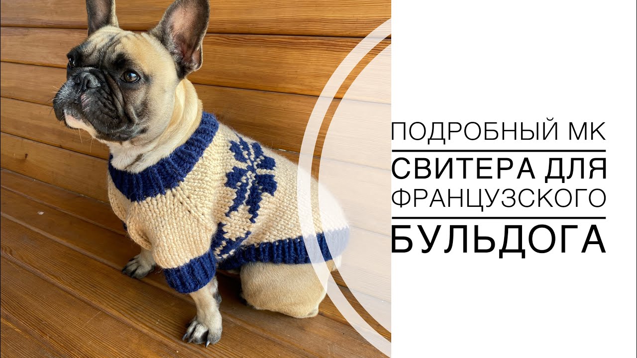 Подробный мастер класс джемпера для французского бульдога