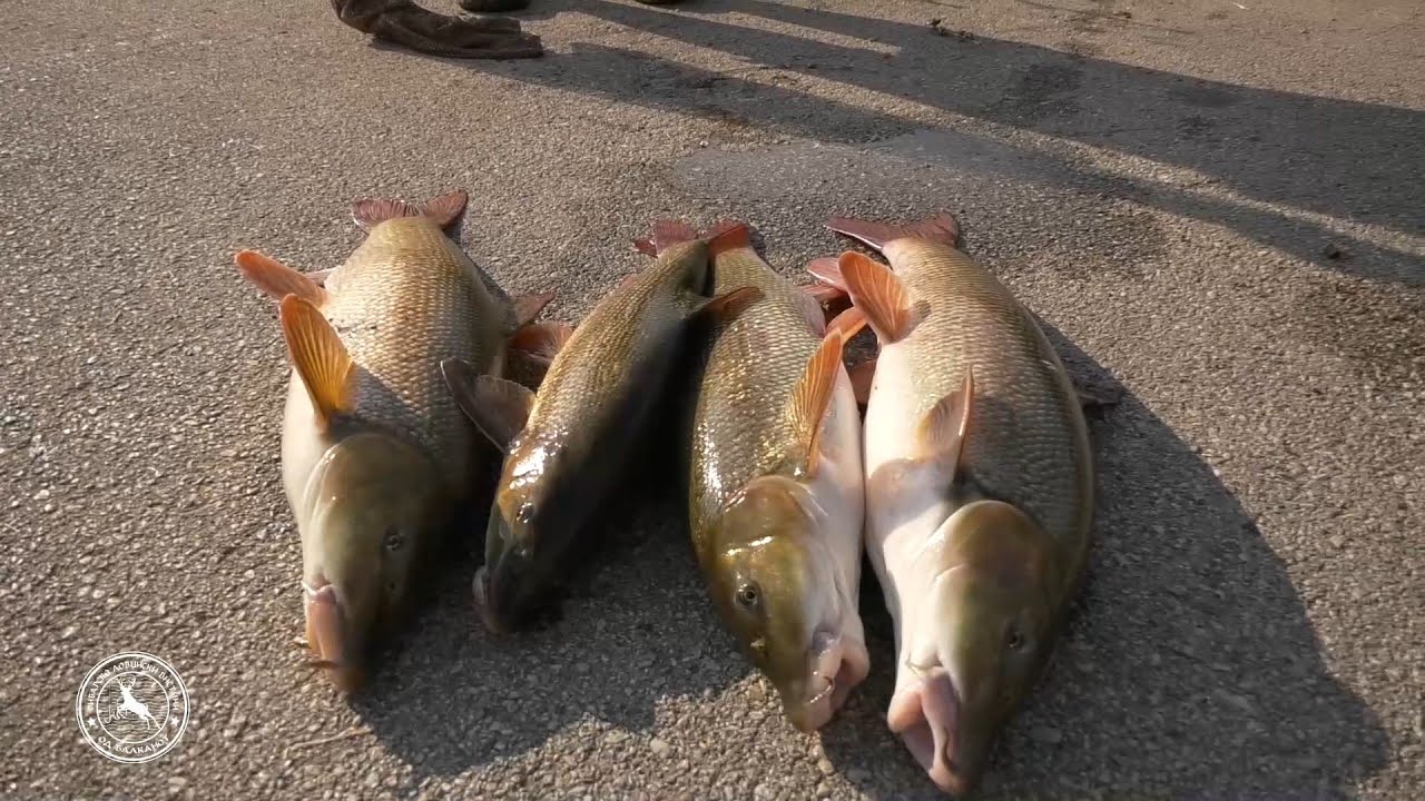🎣 Урбан риболов во срцето на Скопје!🐟 #УрбанРиболов #риболов  #мрена