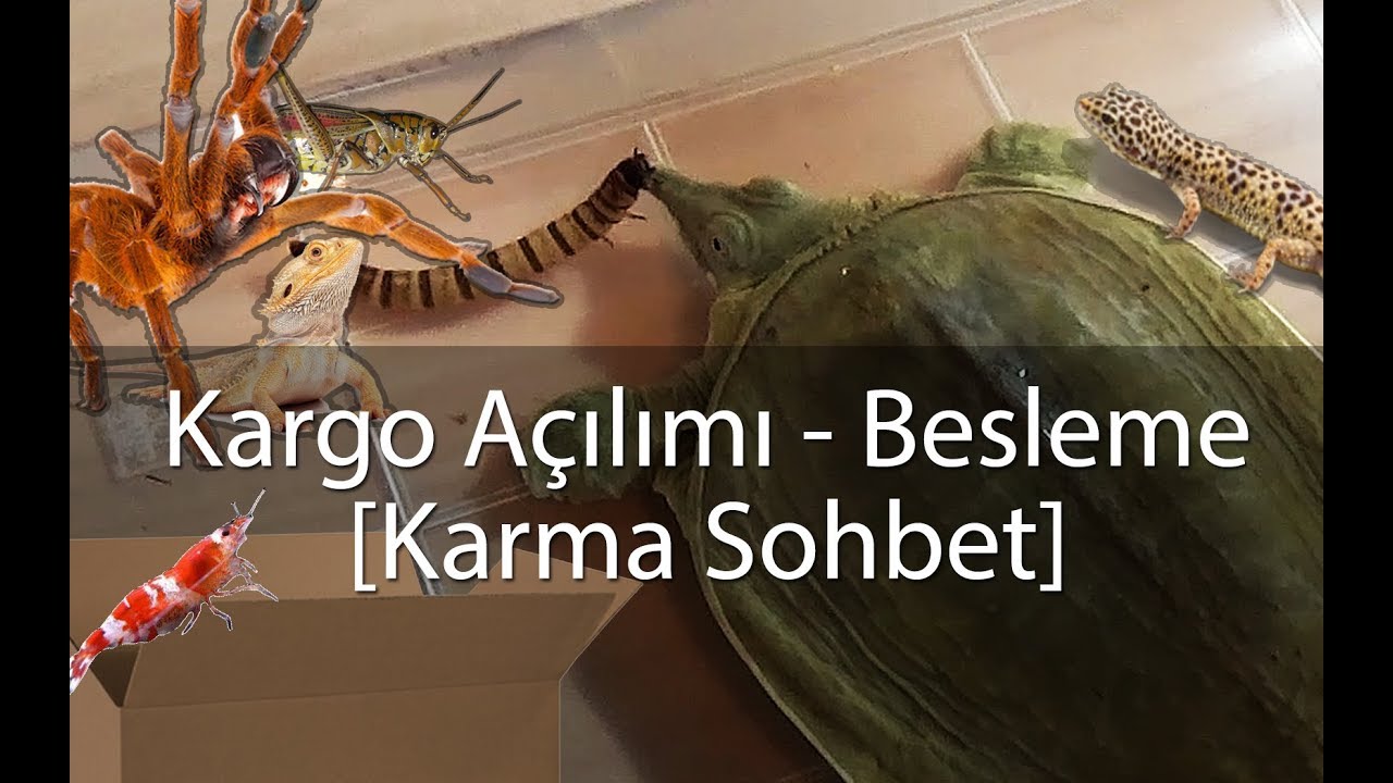 Paket Açılımı - Besleme VLOG / Agresif Kaplumbağa - Karidesler - Akrep vs.
