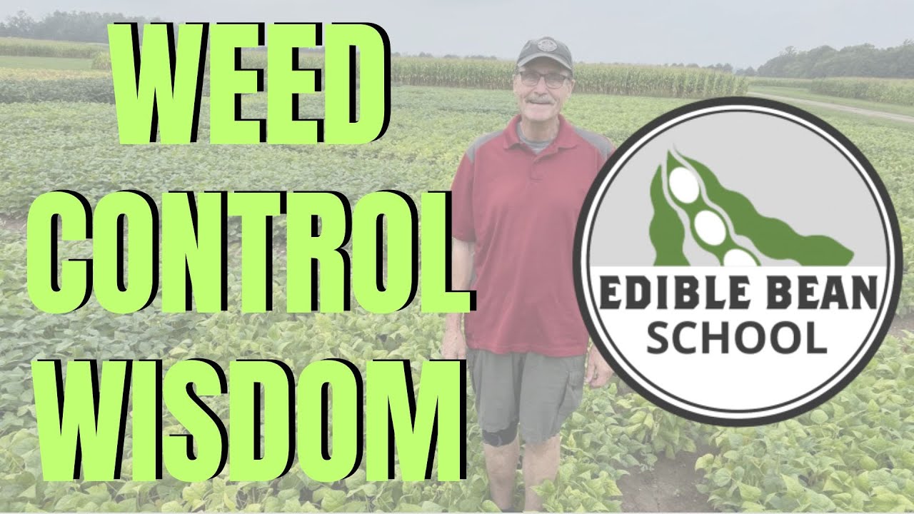 Edible Bean School: Weed control wisdom with Peter Sikkema