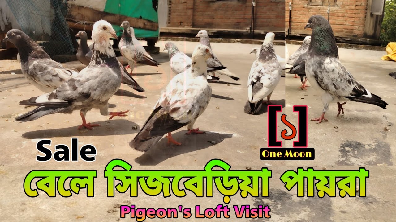 Howrah Bele Sijberia Pigeon Loft Visit | High Flying Top Quality Best Pigeon at Howrah |@OneMoon1