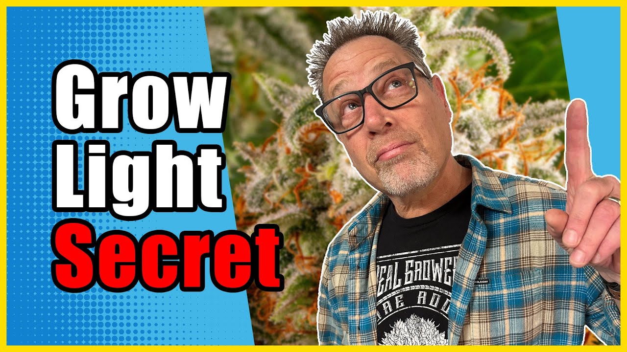 Use This Cannabis Lighting Technique When You Flip to Flower for a Bigger, Better Harvest