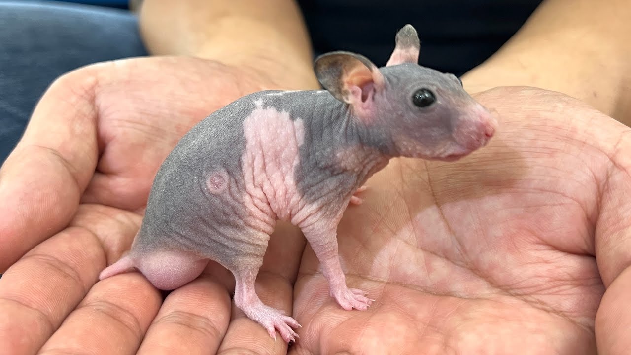 全身の毛がハゲたハムスターがやってきました