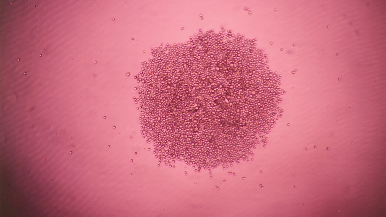 Magnetic 3D Cell Culture Procedure