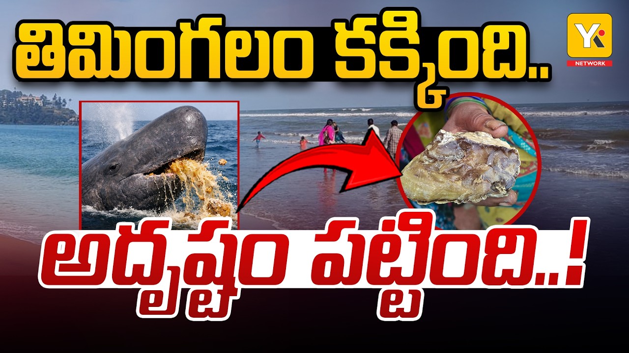 Whale Vomit Worth Rs1.5 Crores Found In Konaseema Beach |కోనసీమ బీచ్&zwnj;లో కోట్ల విలువైన తిమింగలం వాంతి