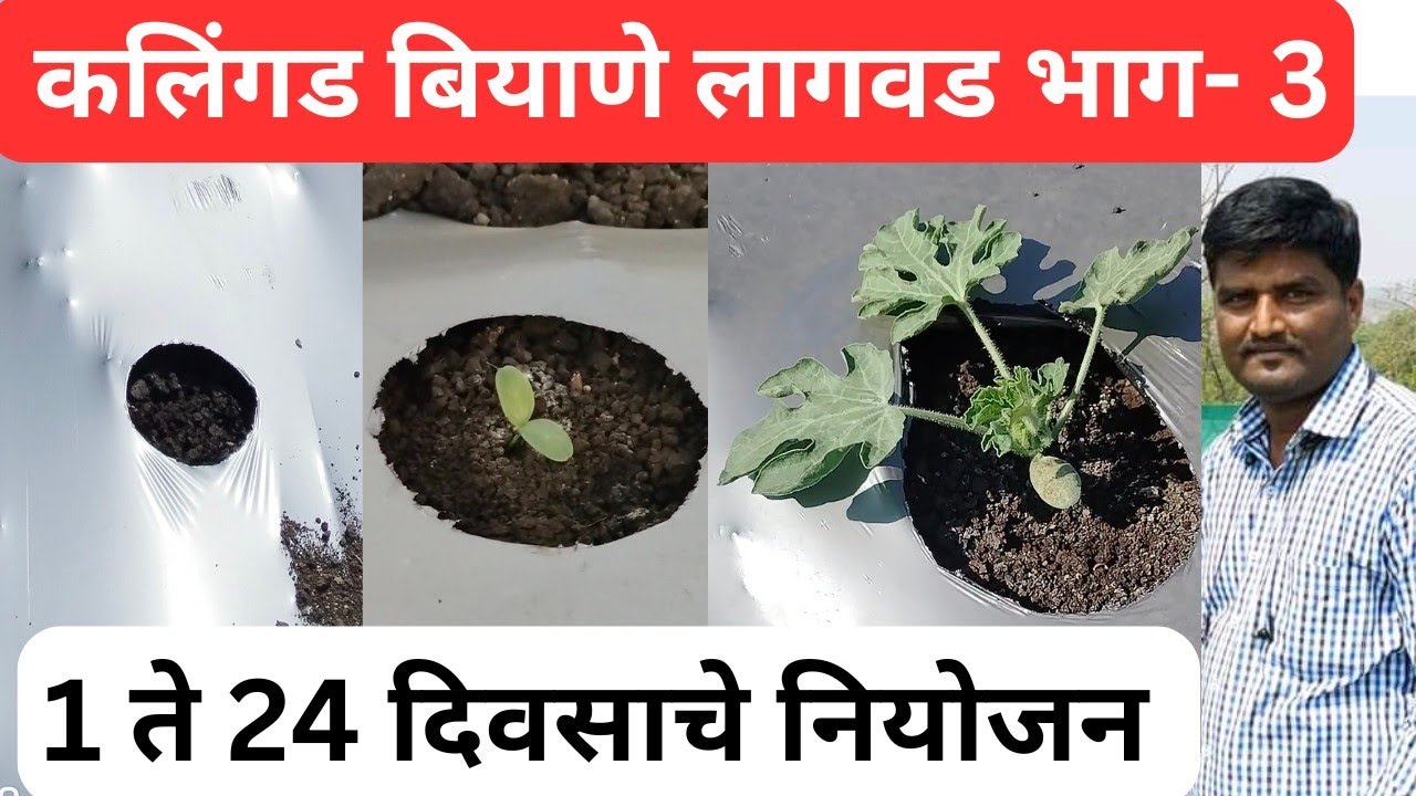 कलिंगड बियाणे लागवड 1 ते 24 दिवस नियोजन.