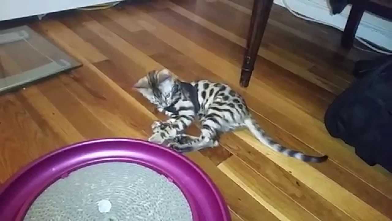 How to Harness/Leash Train Your Cat - Pt. 1 (Baby Bengal Kitten, Isis)