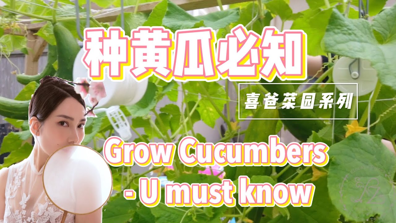 黄瓜菜园种植必知|Vegetable Garden Raised bed -Grow cucumbers，公布喜爸几个月不打理，菜园黄瓜照样大丰收的秘密。施肥？支架？浇水？土壤？温度？剪枝？。。。。