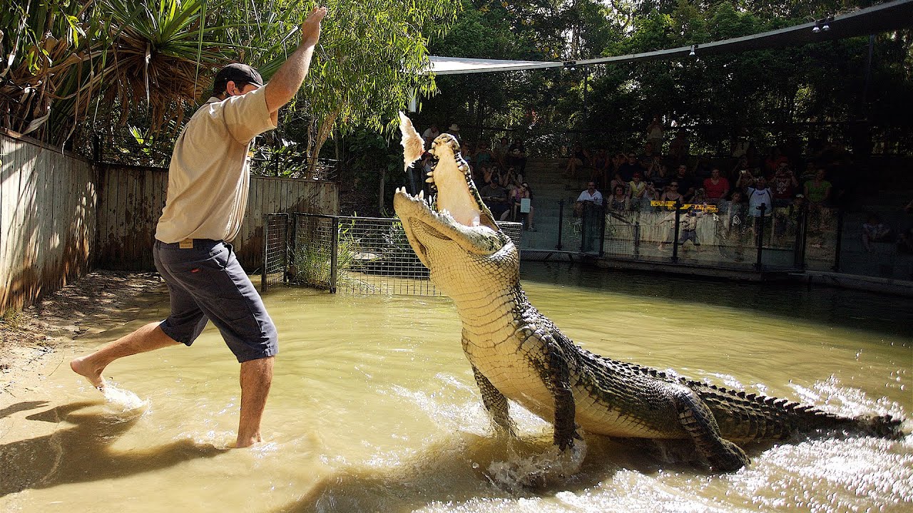 Crocodile Feeding at Hartley's Crocodile Adventure - Kiyaan's World